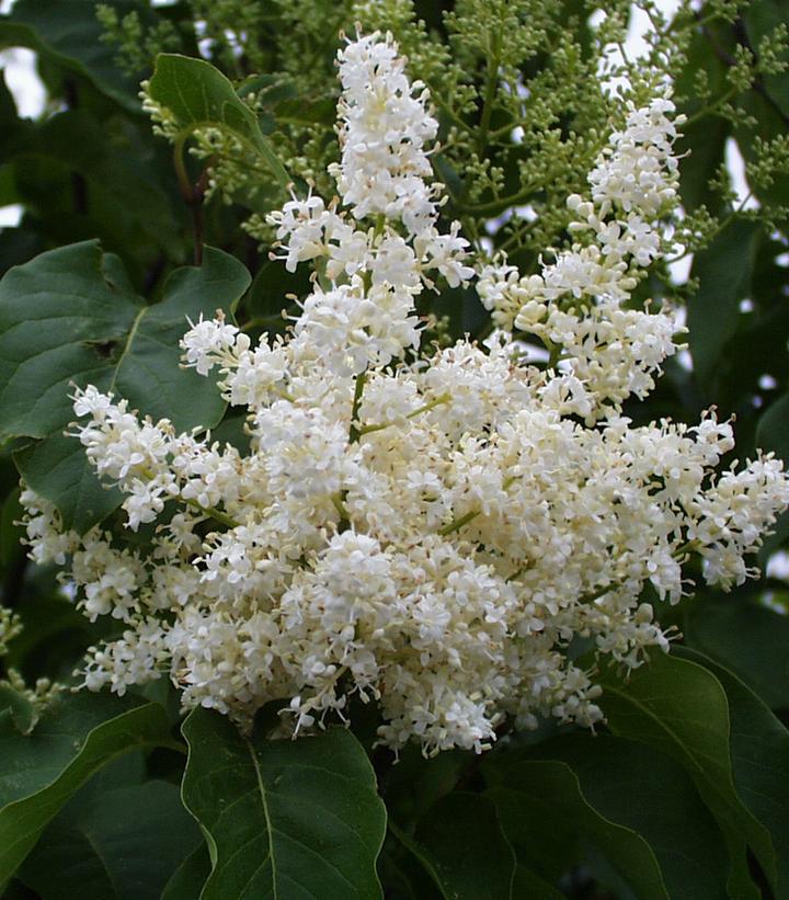 10G Syringa Reticulata Ivory Silk - Tree Form (Japanese Tree) Ivory Silk Tree Lilac