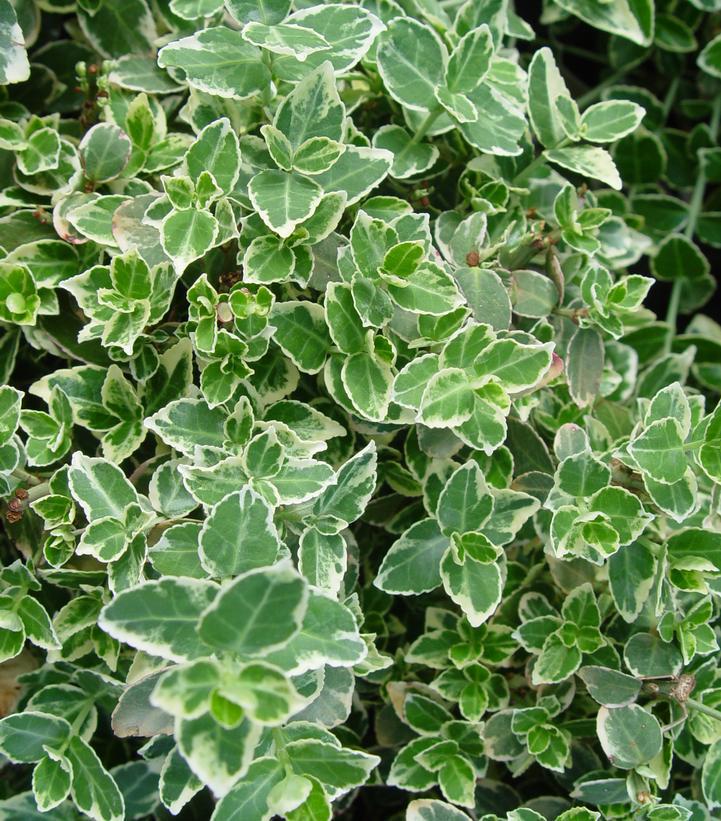 2G Euonymus Fortunei 'Emerald Gaiety' - 1000067