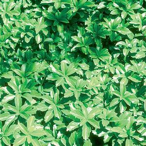 3" Pachysandra term. 'Green Carpet' Green Carpet Japanese Spurge 1003974