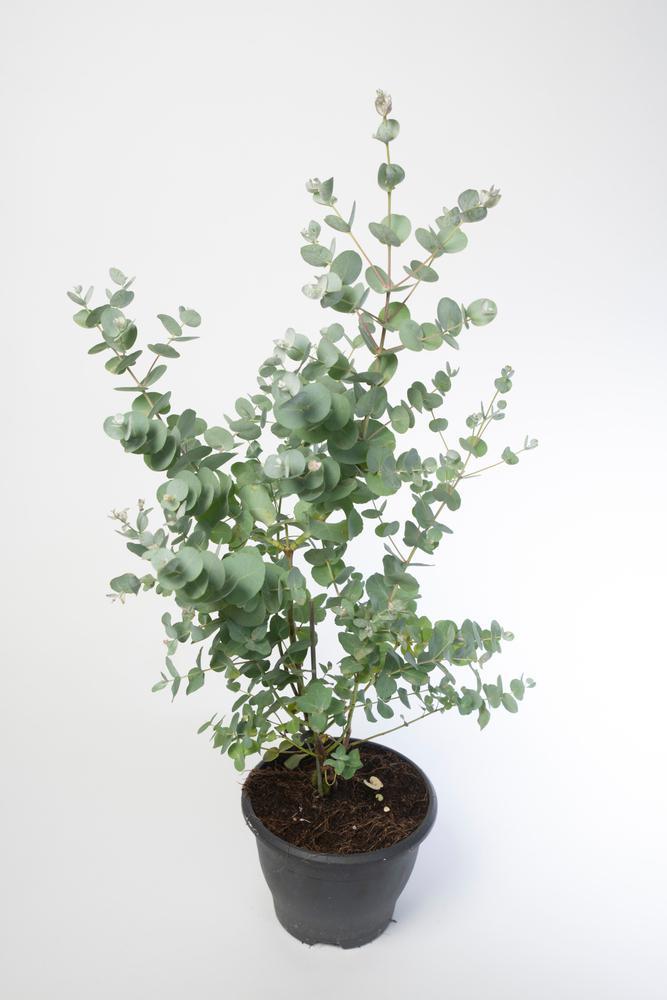 4" Herb - Eucalyptus - Baby Blue Bouquet