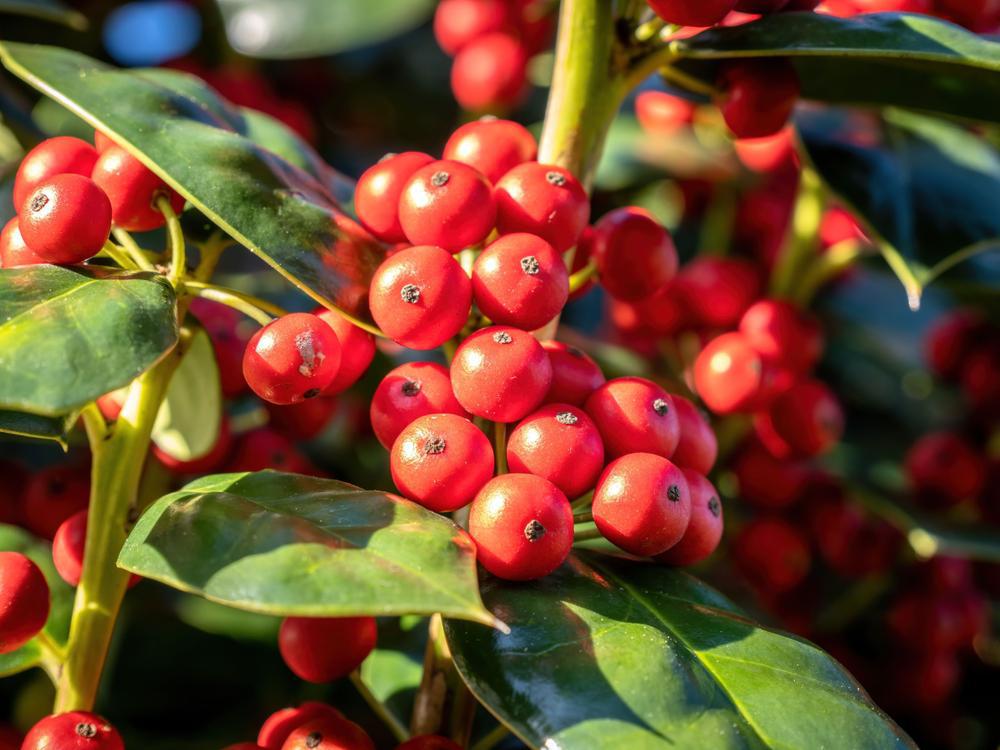 Ilex Berries Bunch (Live)