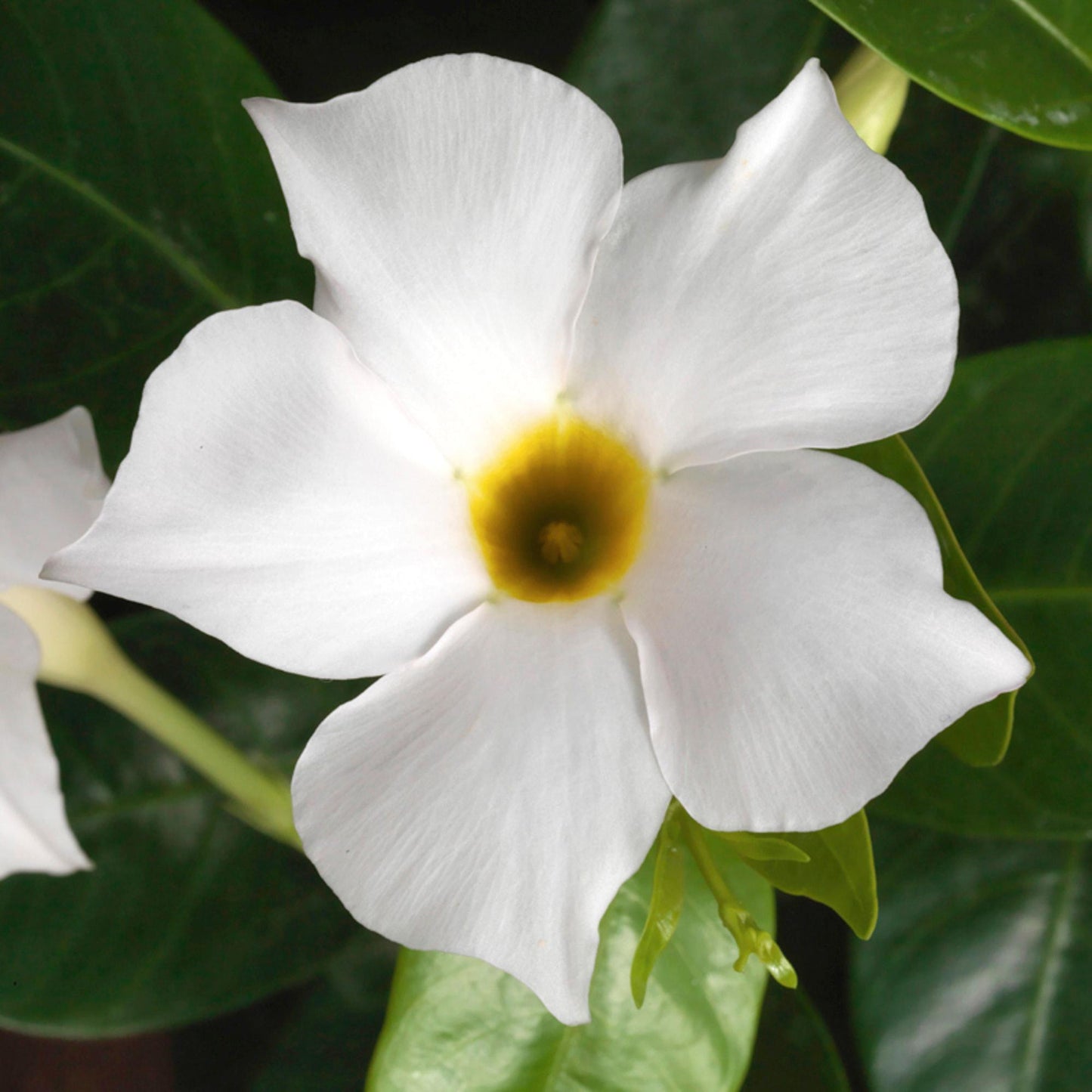 4.5" Mandevilla - Madinia - White