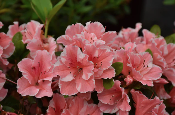3G' Azalea Encore 'Autumn Sunburst' - 1008815