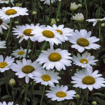 2G LEUCANTHEMUM X SUPERBUM `BECKY` (Shasta Daisy) 1001476