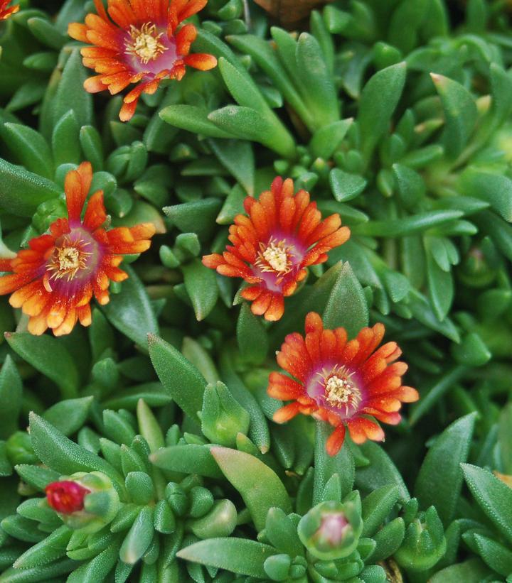 3" Delosperma x 'Fire Spinner' - Ice Plant - 1006261