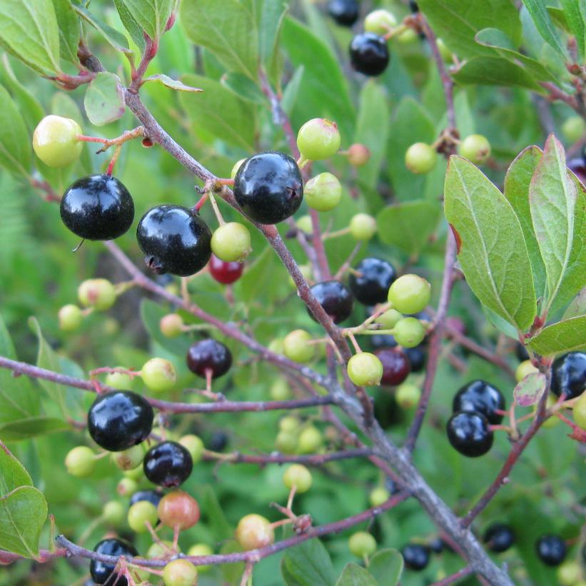1G Gaylussacia Baccata - Black Hucklberry - 1006839
