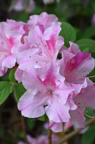 3G' Azalea Encore 'Autumn Twist' - 1005625