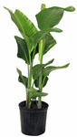 10" Bird of Paradise White Multi T2267