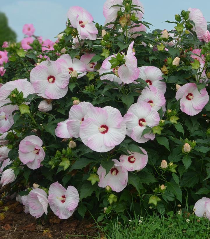 3G Hibiscus hybrid Summerific® 'Ballet Slippers' Ballet Slippers Rose Mallow: Patent PPAF 1009469