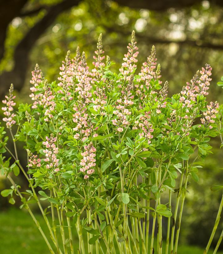 1G Baptisia hybrid Decadence® 'Pink Truffles' Pink Truffles False Indigo 1008771