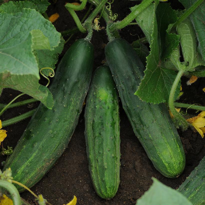 1G Cucumber 'Patio Snacker' - 1006681
