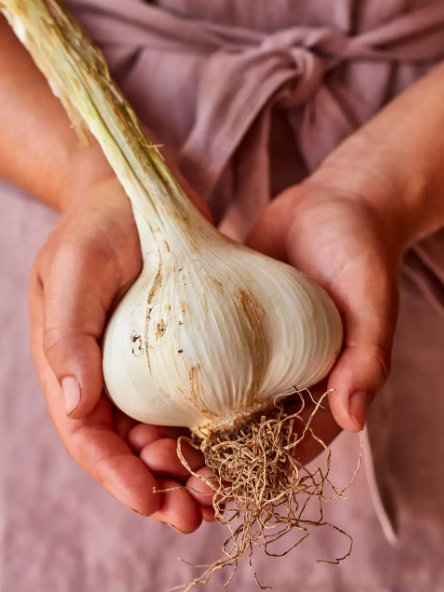 Allium Elephant Garlic - OPENTOP - 1153101770