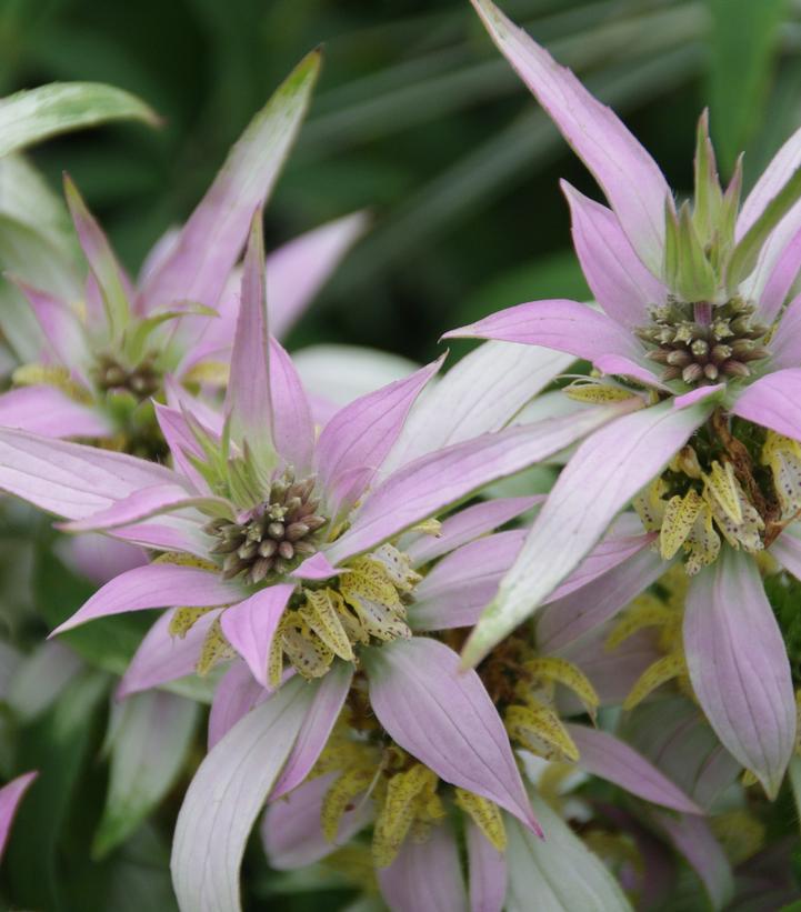 2G Monarda punctata 'BeeBop' Dotted Horsemint 1011952