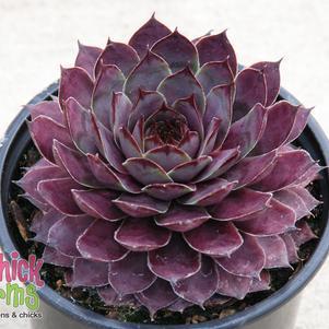 1G Sermpervivum CHICK CHARMS PLUM PARFAIT (Hens & Chicks) 1009960