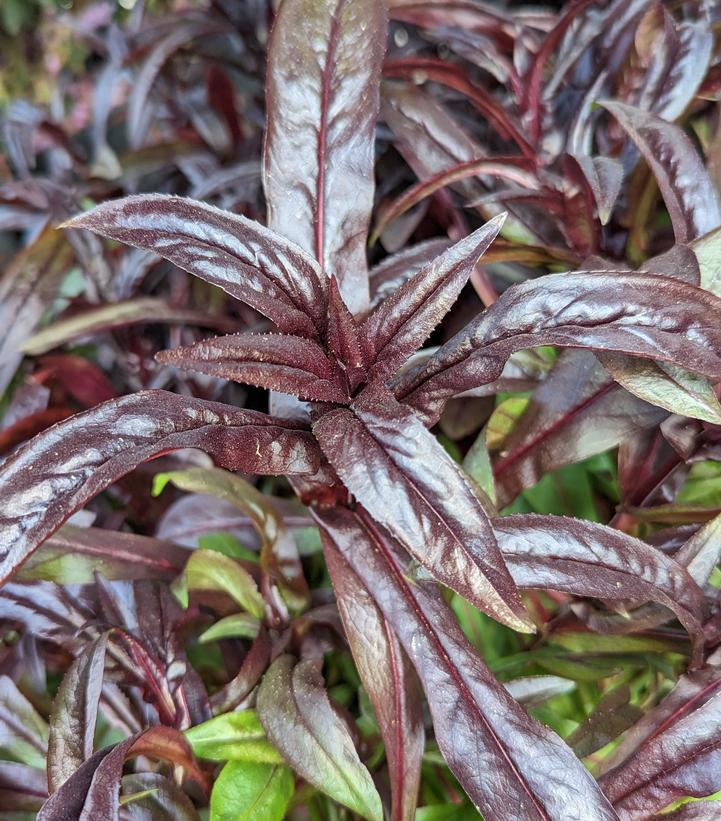 8" Penstemon Dakota™ 'Burgundy' ('TNPENDB') Dakota™ Burgundy Beardtongue: Patent PP30,569 1012825