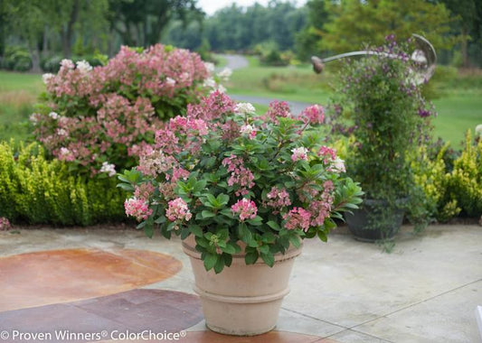 2G Hydrangea pan. Little Quick Fire® ('SMHPLQF') Little Quick Fire® Panicle Hydrangea 1006553