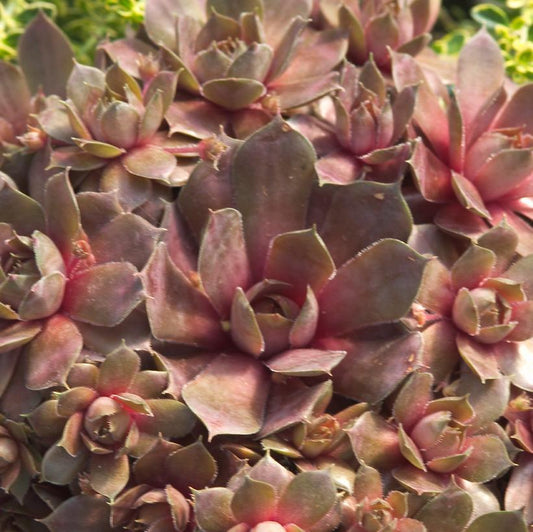 1G Sempervivum 'Silverine' Silverene Hens and Chicks 1000983