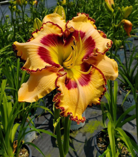 2G Hemerocallis Rainbow Rhythm® 'King of the Ages' Daylily 1014336