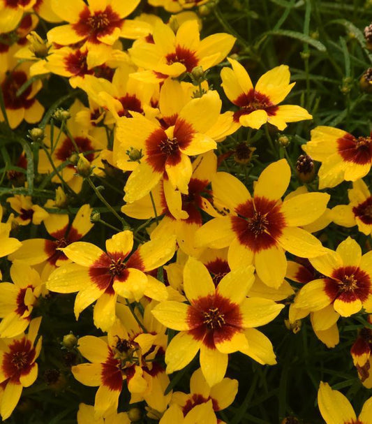 1G Coreopsis Verticillata Designer Threads 'Golden Needles' 1021263