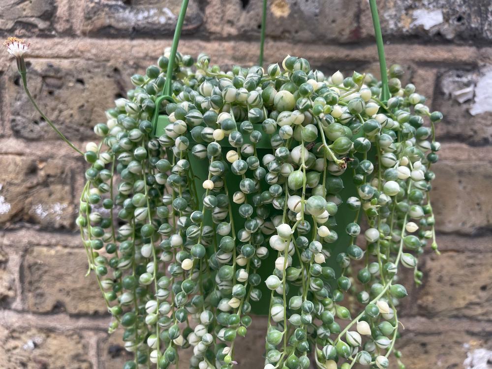 4" Senecio String of Pearls