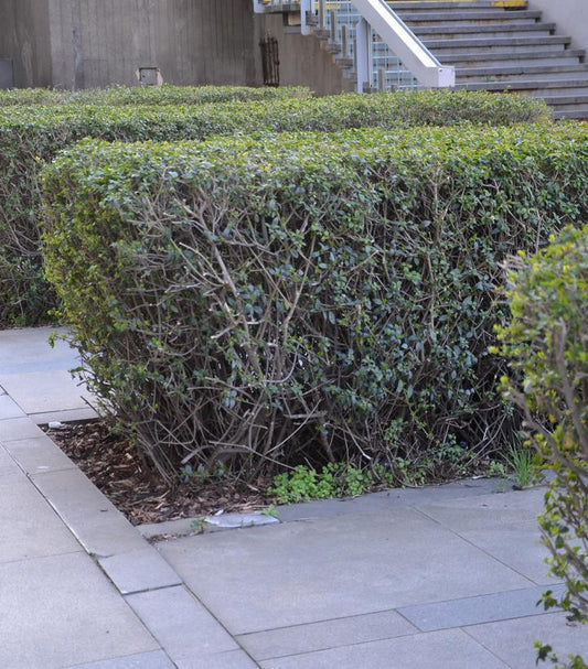 7G Ligustrum ovalifolium 'California Privet' (California Privet Hedge) 1003129