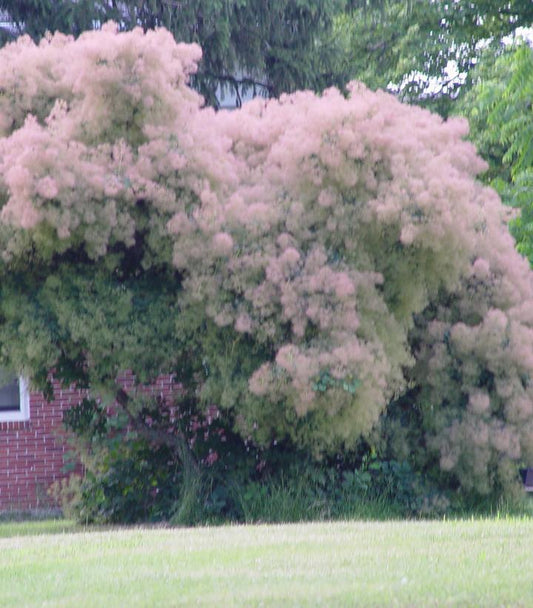 3G Cotinus Obovatus - American Smoketree - 1004328