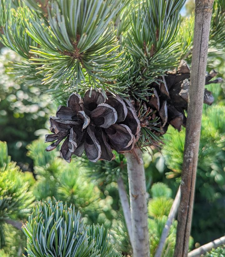 10G PINUS PARVIFLORA GLAUCA Blue Japanese White Pine 1002854