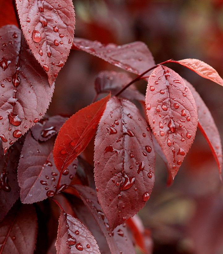 7G Prunus cerasifera 'Thundercloud' Thundercloud Flowering Plum 1001262