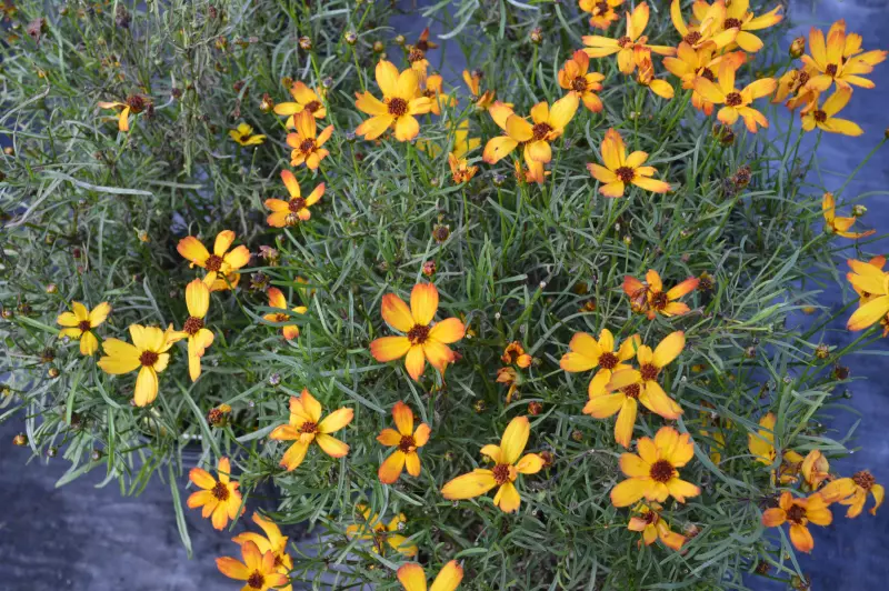 8"  Coreopsis Permathread™ 'Butter Rum' Butter Rum Tickseed (Tickseed) PT 1012190