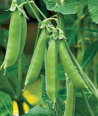 1G PEA `SUGAR SNAP` Sugar Snap Pea 1006368