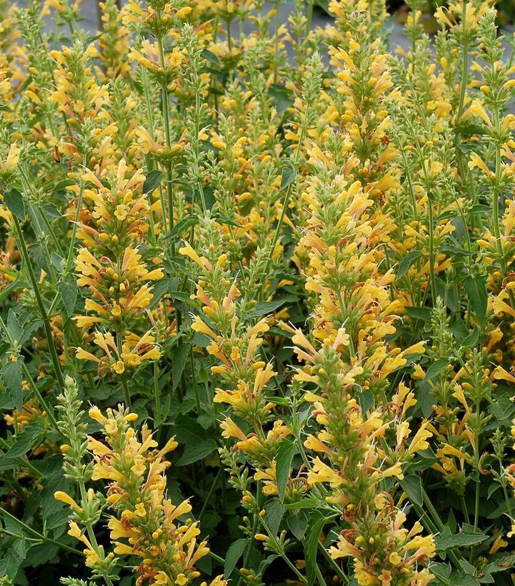 1G Agastache 'Kudos Yellow' Kudos™ Yellow Hummingbird Mint: Patent PP26,563 (Hummingbird Mint, Hyssops) 1015281