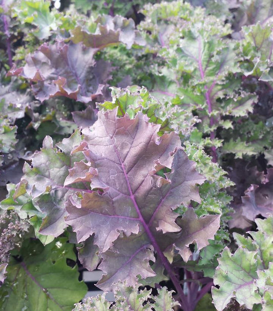 1G KALE 'REDBOR' Redbor Purple Kale 1007704