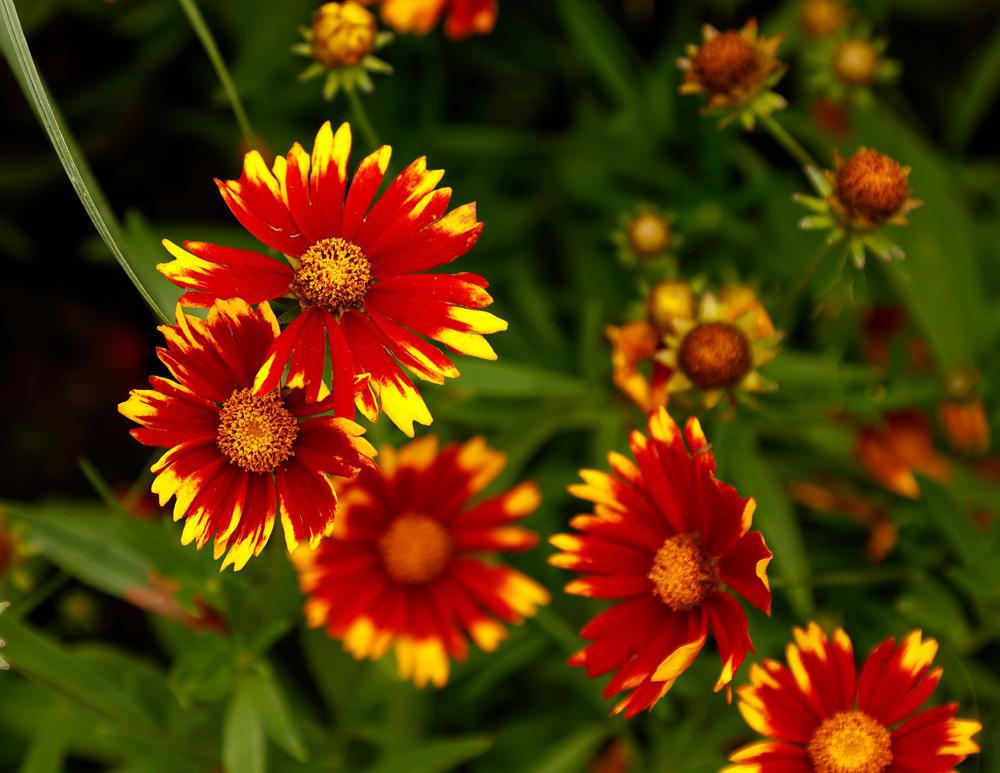 2G Coreopsis Lil' Bang™ 'Sun Splash' Sun Splash Tickseed: Patent PP27,637 1008702