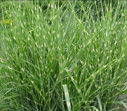 3G Miscanthus Sinensis 'Strictus' Porcupine Grass 1000756