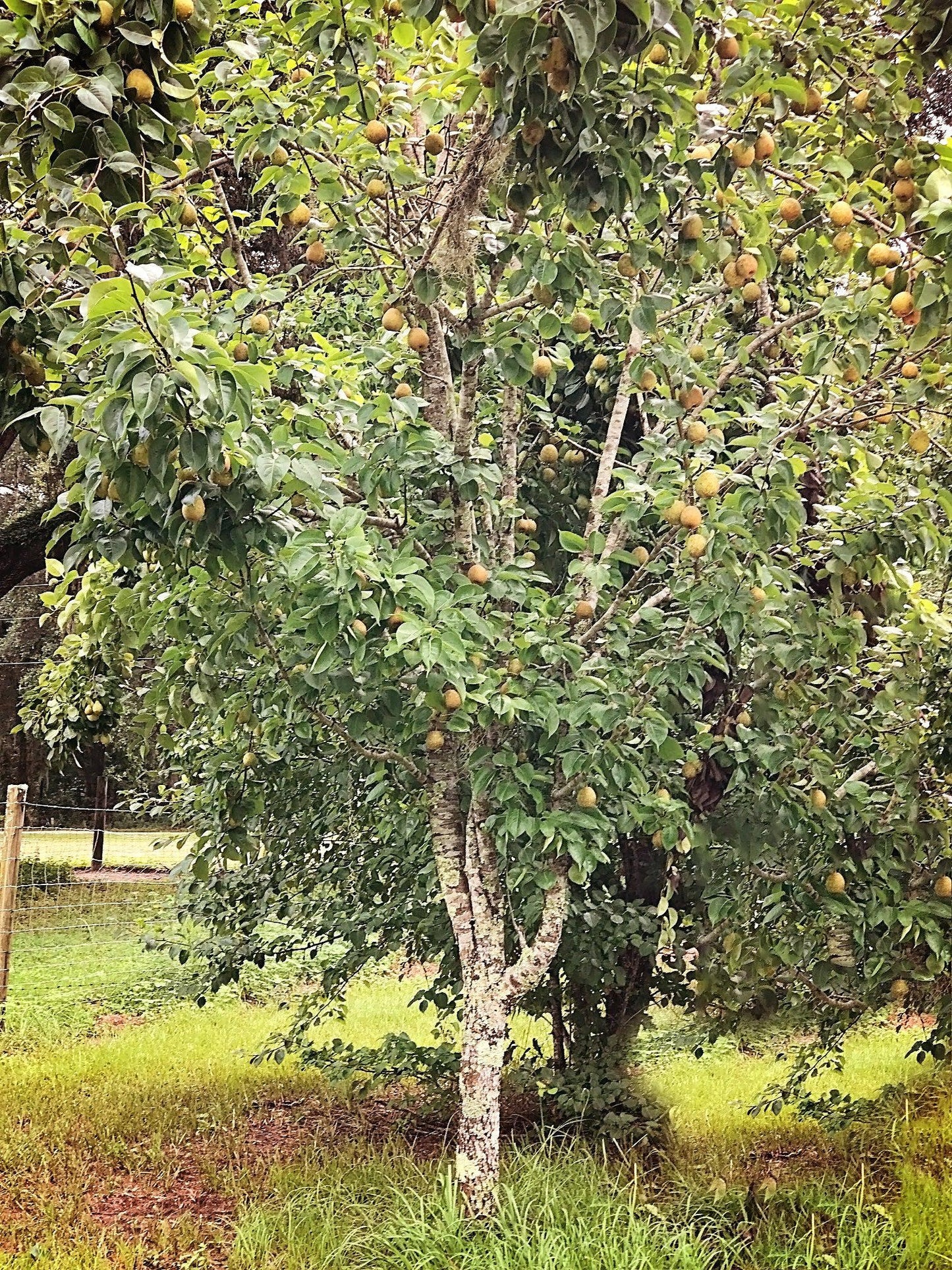 5G Pyrus pyrifolia 'Kikusui' Kikusui Asian Pear 1013640