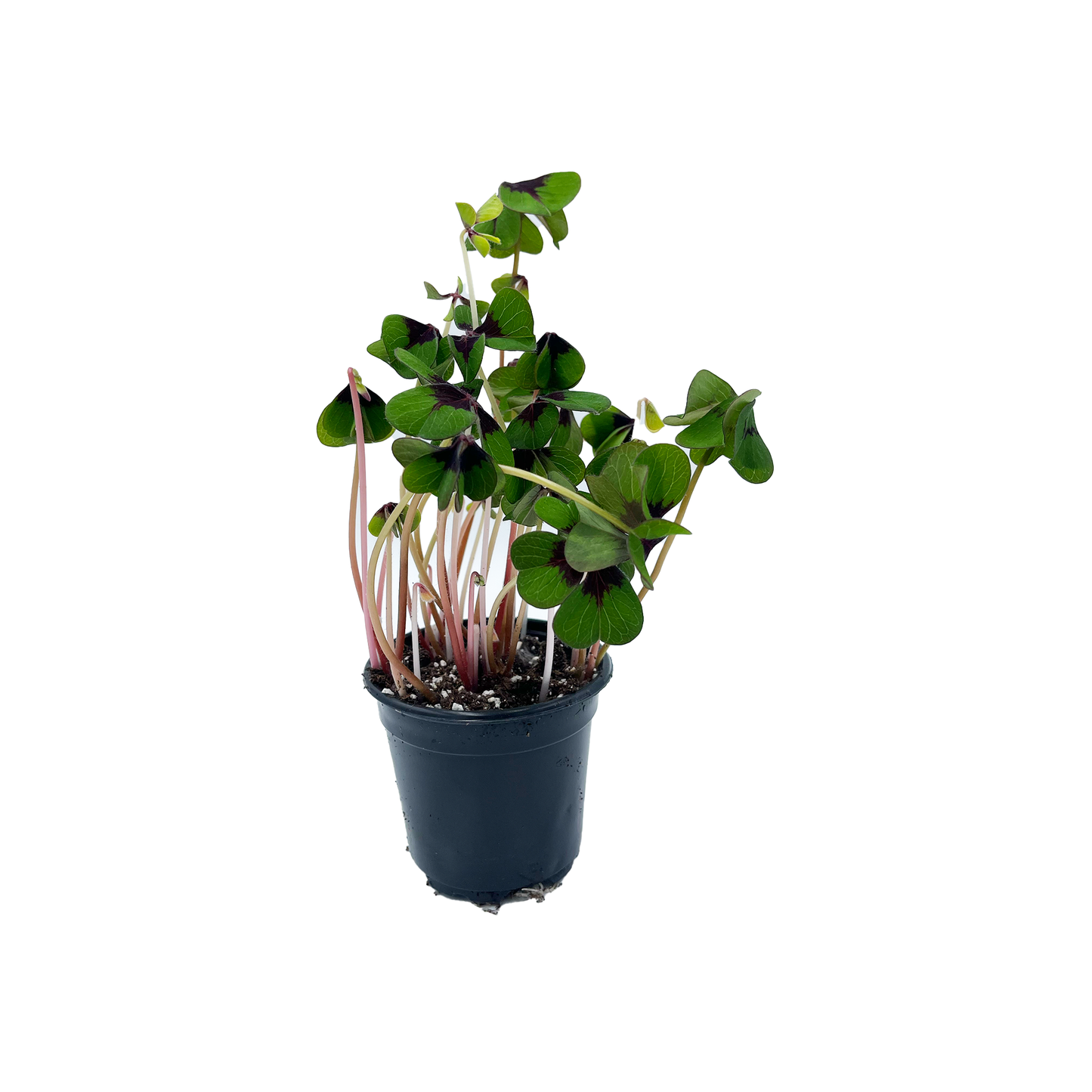 4" Oxalis Iron Cross F0074