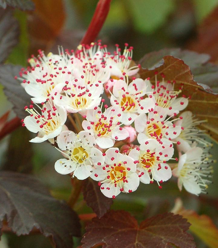 3G Physocarpus opulifolius 'Summer Wine' Summer Wine® Common Ninebark: Patent PP14,821 1003728