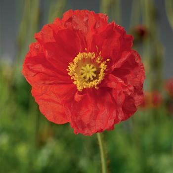 8" PAPAVER SPRING FEVER RED PT (Iceland Poppy) 1011477