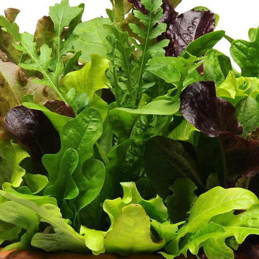 1G MIxed Greens SimplySalad® 'Alfresco' Mixture Alfresco Mixture Lettuce 1010088