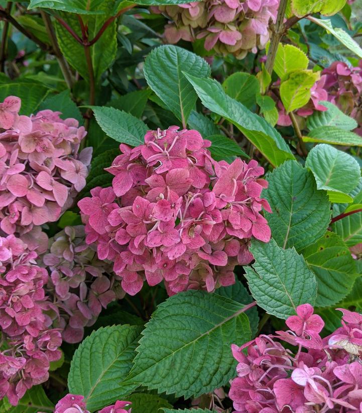 3G Hydrangea mac. 'Endless Summer Bloomstruck' ('PIIHM-II') E.S Bloomstruck® Hydrangea: Patent PP25566 1007499 Bigleaf Mophead