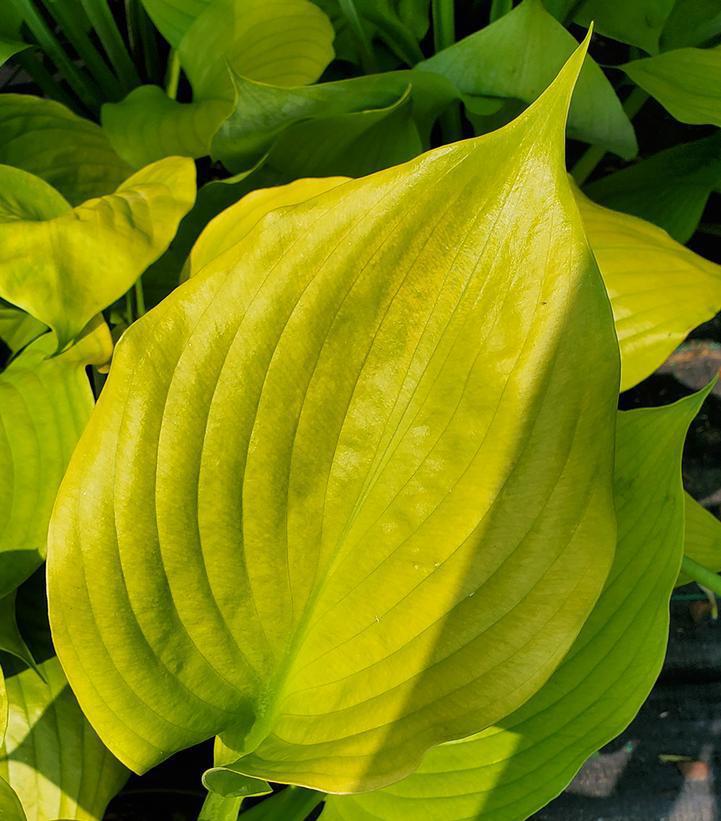 2G Hosta 'Sum & Substance' Sum and Substance Hosta 1002152