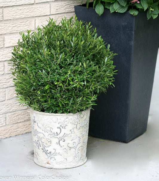 2G Ilex glabra Gem Box® ('SMNIGAB17') Gem Box® Inkberry holly: Patent PP27,554 1008047