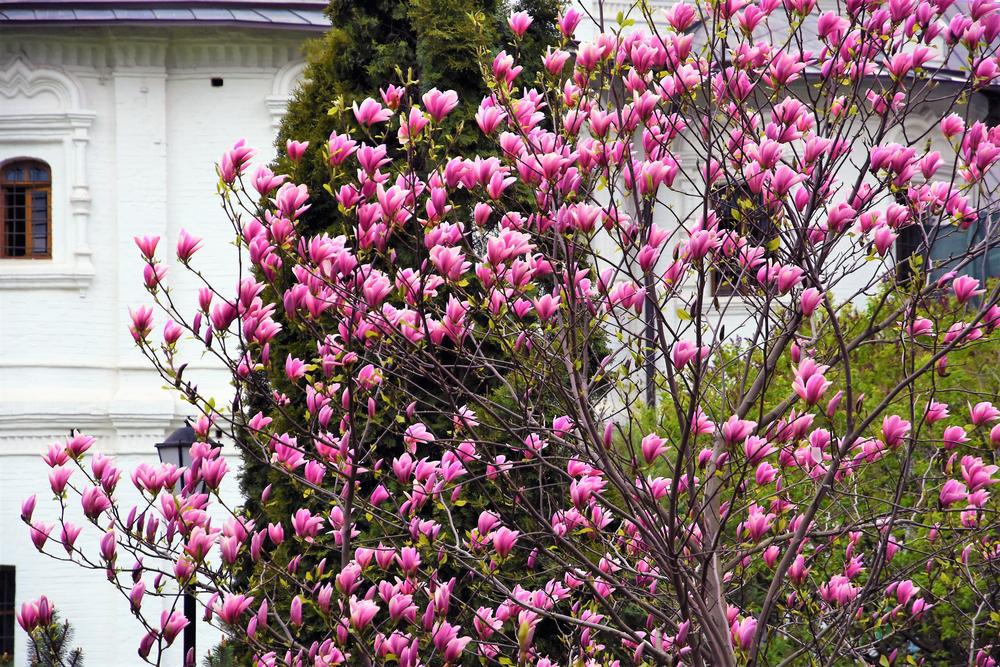 3G MAGNOLIA `DAYBREAK`  Daybreak Magnolia 1005709