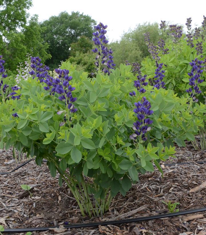 1G Baptisia hybrid Decadence® 'Sparkling Sapphires' Sparkling Sapphires False Indigo: Patent PPAF 1008772