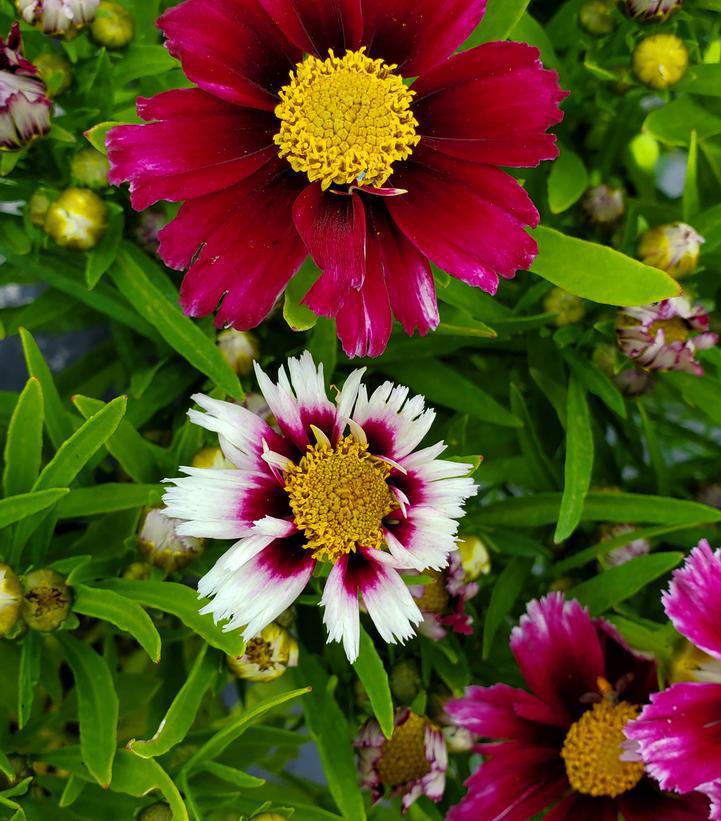 8" Coreopsis Li'l Bang™ 'Starstruck' Starstruck Tickseed 1008707