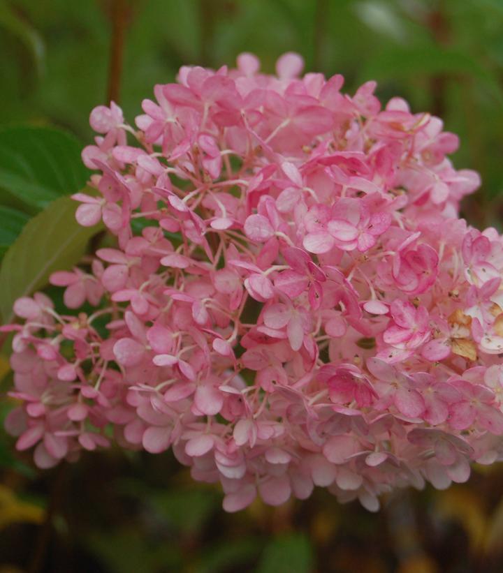 Hydrangea Pan 'Vanilla Strawberry' Treeform #7 Panicled