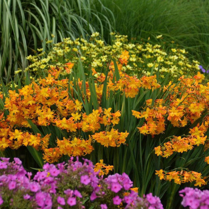 2G Crocosmia 'Walberton Yellow' Walberton Yellow Montbretia 1010581