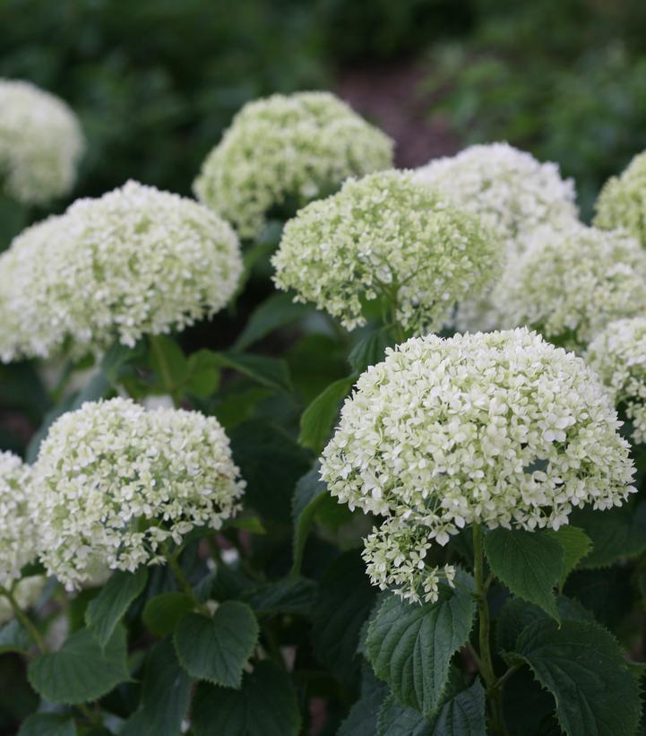 3G Hydrangea arborescens Invincibelle Limetta® ('NCHA8') Invincibelle Limetta® Smooth hydrangea: Patent PPAF 1009196