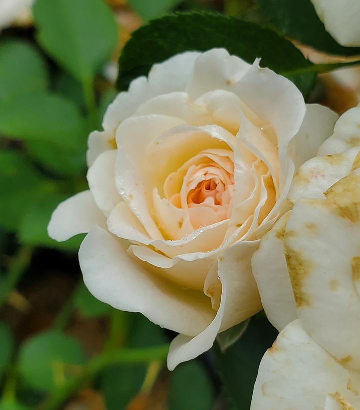 2G Rosa Easy Elegance® 'Snowdrift' Snowdrift Rose: Patent PP19,036 1012265