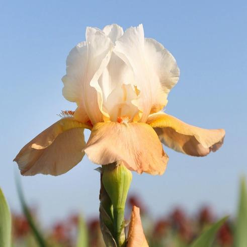 1G IRIS GERMANICA `INVITATION` (ORANGE/CREAM) Reblooming Bearded Iris 1013110